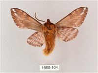 井上氏絨毛天蛾藏品圖，第2張