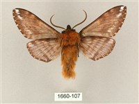 井上氏絨毛天蛾藏品圖，第2張