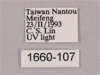 井上氏絨毛天蛾藏品圖，第3張