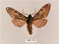 井上氏絨毛天蛾藏品圖，第1張