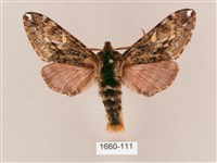 井上氏絨毛天蛾藏品圖，第1張