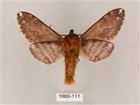 井上氏絨毛天蛾藏品圖，第2張