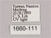 井上氏絨毛天蛾藏品圖，第3張