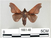 雙角小黑枯葉蛾藏品圖，第1張