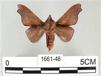 雙角小黑枯葉蛾藏品圖，第2張