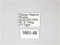 雙角小黑枯葉蛾藏品圖，第3張