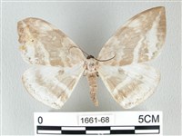 圓翅大鉤蛾藏品圖，第1張