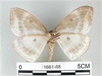 圓翅大鉤蛾藏品圖，第2張