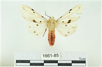 菊池污燈蛾藏品圖，第1張