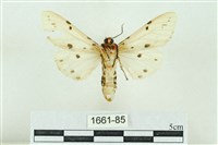 菊池污燈蛾藏品圖，第2張