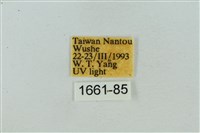 菊池污燈蛾藏品圖，第3張