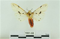 菊池污燈蛾藏品圖，第1張