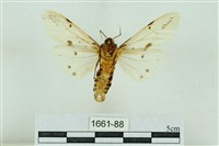 菊池污燈蛾藏品圖，第2張