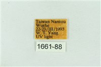 菊池污燈蛾藏品圖，第3張