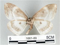 圓翅大鉤蛾藏品圖，第2張