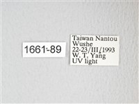 圓翅大鉤蛾藏品圖，第3張