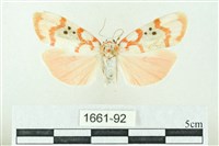 臺雪苔蛾藏品圖，第1張