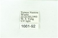 臺雪苔蛾藏品圖，第3張