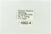 連珠波紋蛾藏品圖，第3張