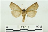 基黑新波紋蛾藏品圖，第2張