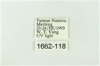 基黑新波紋蛾藏品圖，第3張