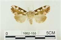 連珠波紋蛾藏品圖，第1張