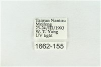 連珠波紋蛾藏品圖，第3張