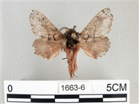 銀肩枯葉蛾藏品圖，第1張