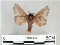 銀肩枯葉蛾藏品圖，第2張