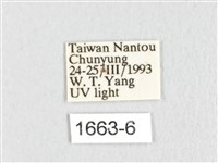 銀肩枯葉蛾藏品圖，第3張