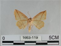 澄線尺蛾藏品圖，第2張