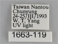 澄線尺蛾藏品圖，第3張