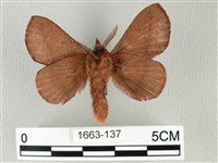 棕斜帶枯葉蛾藏品圖，第2張