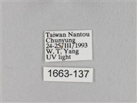 棕斜帶枯葉蛾藏品圖，第3張