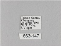 淡紋斜帶枯葉蛾藏品圖，第3張