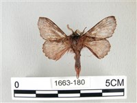 銀肩枯葉蛾藏品圖，第2張