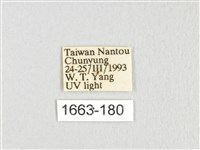 銀肩枯葉蛾藏品圖，第3張