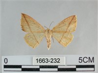 澄線尺蛾藏品圖，第1張