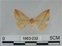 澄線尺蛾藏品圖，第2張