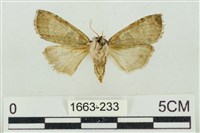 帶波紋蛾藏品圖，第2張