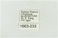 帶波紋蛾藏品圖，第3張