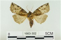 基黑新波紋蛾藏品圖，第1張