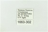 基黑新波紋蛾藏品圖，第3張