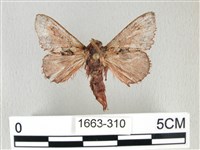 銀肩枯葉蛾藏品圖，第1張