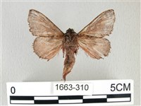 銀肩枯葉蛾藏品圖，第2張