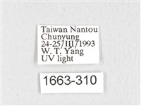 銀肩枯葉蛾藏品圖，第3張