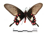 紅珠鳳蝶藏品圖，第2張