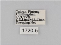 淡紋青斑蝶藏品圖，第3張