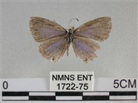 雅波灰蝶藏品圖，第1張