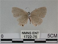 雅波灰蝶藏品圖，第2張